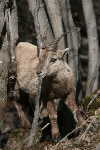 Jeune bouquetin dans le vallon de Van