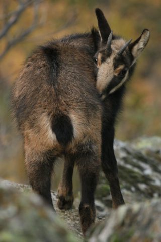 Jeune chamois