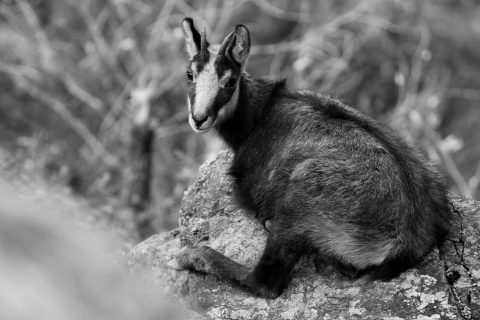 Jeune chamois