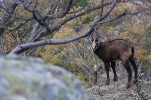 Jeune chamois