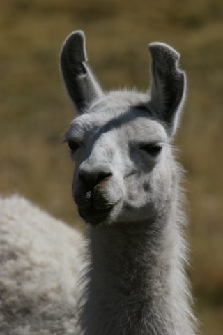 Lama