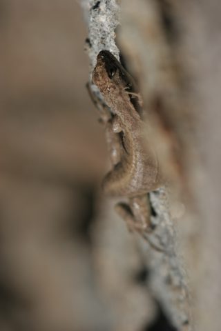 Lézard en mode macro