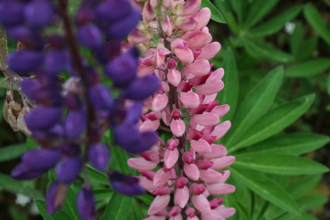 Lupins