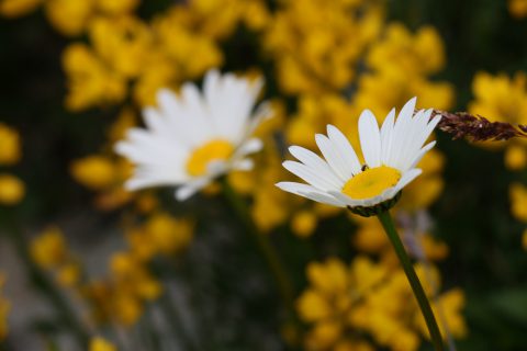 Marguerites