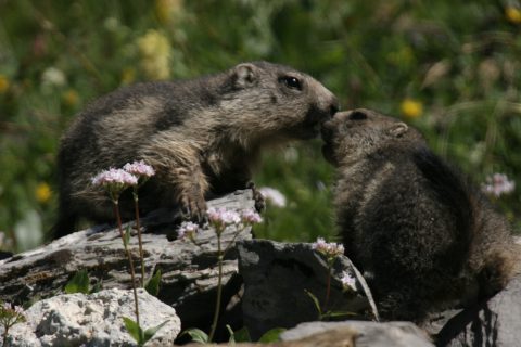 Marmottes qui se chamaillent