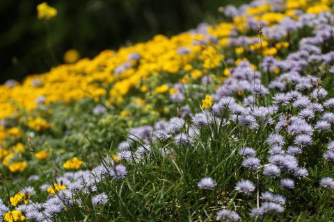 Mélange de fleurs - Salanfe