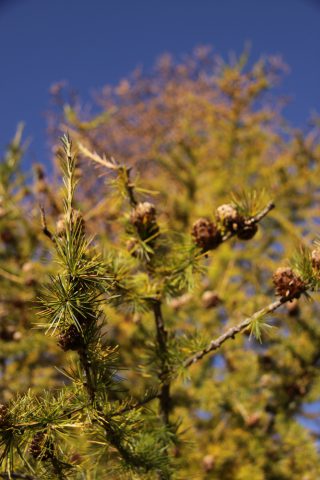 Mélèze en automne