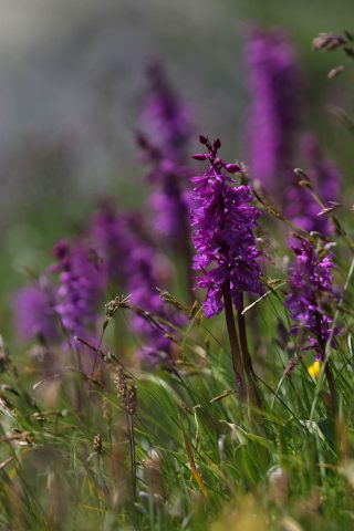 Orchis violette