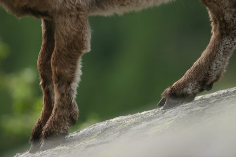 Pattes d'un jeune bouquetin