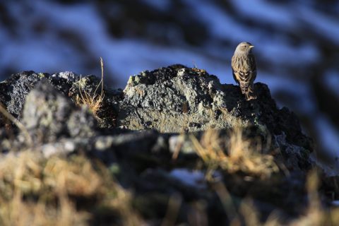 Petit au oiseau