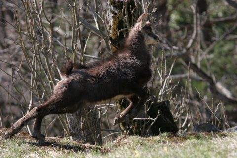 Petit chamois en pleine course