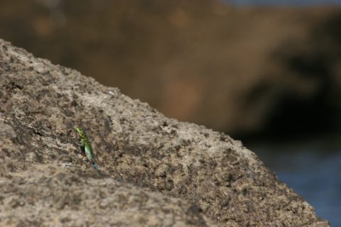 Petit lézard