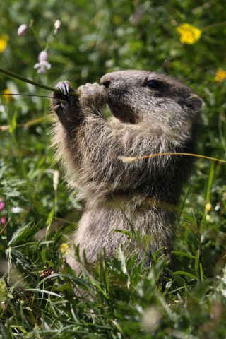 Petite marmotte