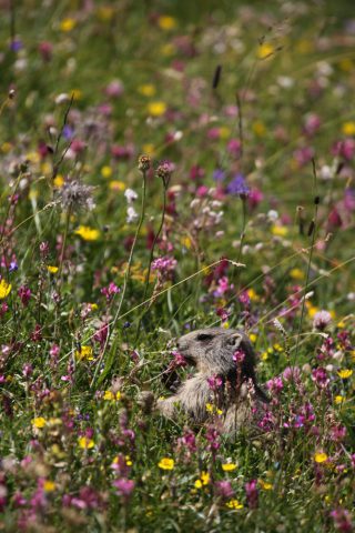 Petite marmotte dans un champ de fleurs