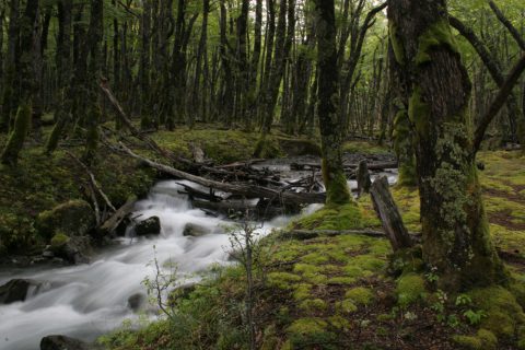 Petite rivière près de El Chaltén