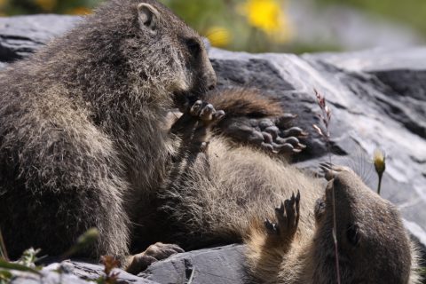 Petites marmottes