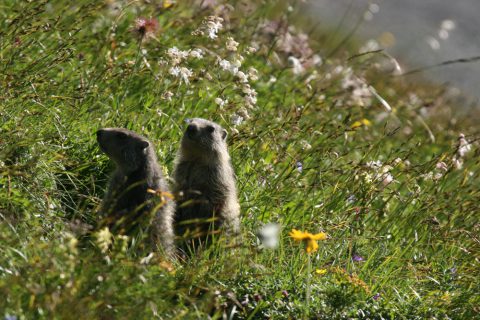 Petites marmottes