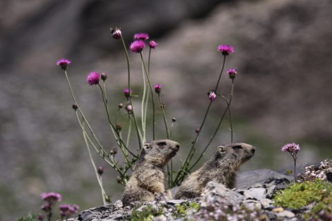 Petites marmottes