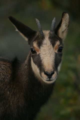 Portrait d'un jeune chamois