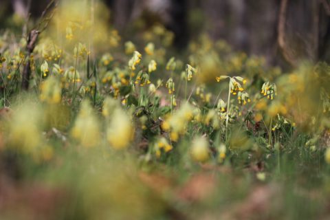 Primevères officinales