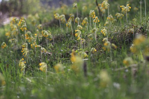 Primevères officinales