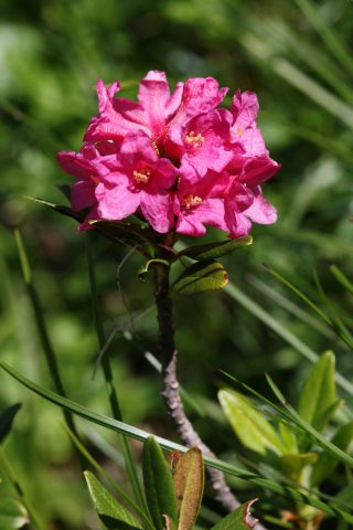 Rhododendron