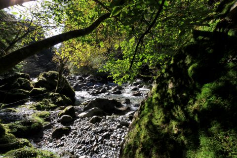 Rivière le Trient