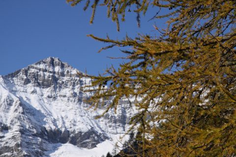 Tour Salière et mélèze