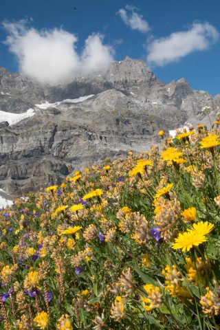 Tour Salière et quelques fleurs