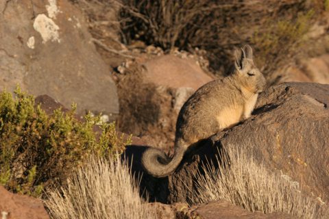 Un viscacha