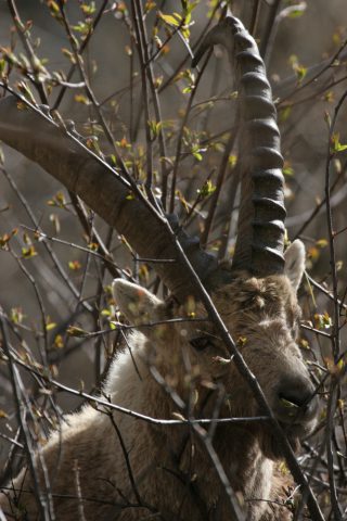 Vieux bouquetin dans le vallon de Van